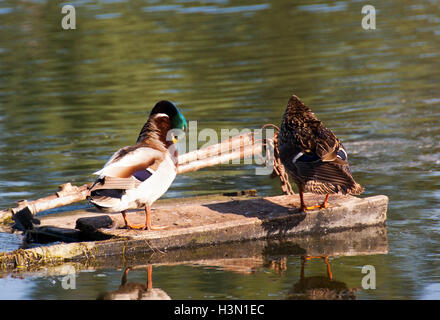 Un branco di anatre selvatiche godendo del Danubio Foto Stock
