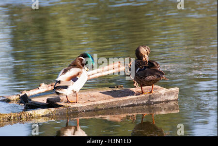 Un branco di anatre selvatiche godendo del Danubio Foto Stock