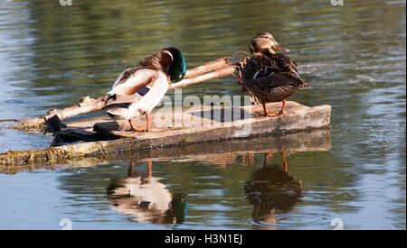 Un branco di anatre selvatiche godendo del Danubio Foto Stock