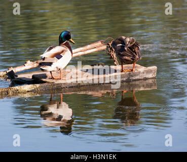 Un branco di anatre selvatiche godendo del Danubio Foto Stock