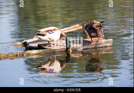 Un branco di anatre selvatiche godendo del Danubio Foto Stock