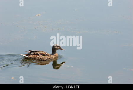 Un branco di anatre selvatiche godendo del Danubio Foto Stock