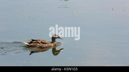 Un branco di anatre selvatiche godendo del Danubio Foto Stock