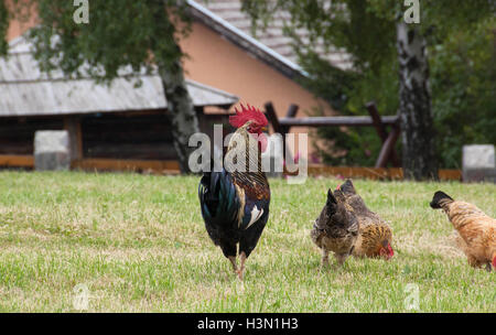 La Rooster guardando l'ambiente e mantiene il suo polli Foto Stock