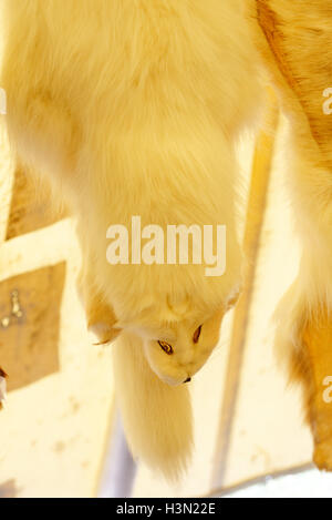 Arctic Fox pelle in amerindian wigwam Kouchibouguac nel Parco Nazionale di New Brunswick Canada Foto Stock