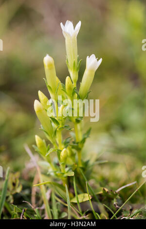 In autunno la genziana (Gentianella amarella) fiore crescente nella vecchia cava, Bedfordshire, Regno Unito Inghilterra Foto Stock