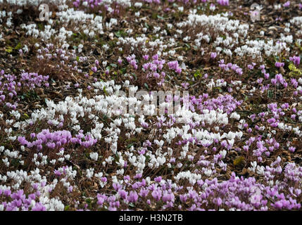 Wild (Cyclamen persicum) in piena fioritura Foto Stock