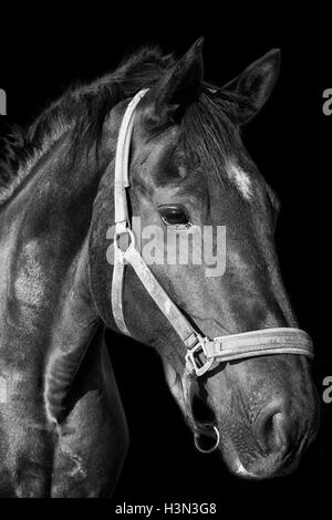 Cavallo nero ritratto su sfondo scuro Foto Stock