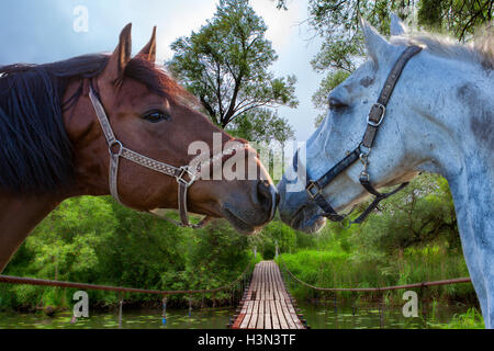 Due cavalli marrone nuzzling ogni altro Foto Stock