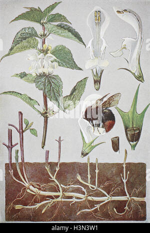 Lamium album, comunemente chiamato white ortica o morti bianche di ortica, storico illustrazione, 1880 Foto Stock