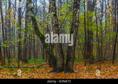 Tre le betulle in legno in una caduta stagione Foto Stock