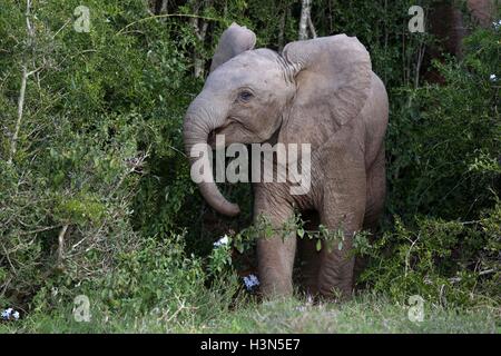 Baby Elefante africano Foto Stock