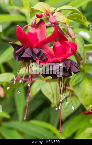 Fuchsia 'Lady in nero" Foto Stock