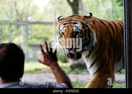 Un uomo che guarda la tigre siberiana di Granby Zoo, Quebec, Canada Foto Stock