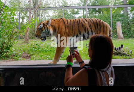 Una donna di scattare una foto della tigre siberiana con un cellulare di Granby Zoo, Quebec, Canada Foto Stock