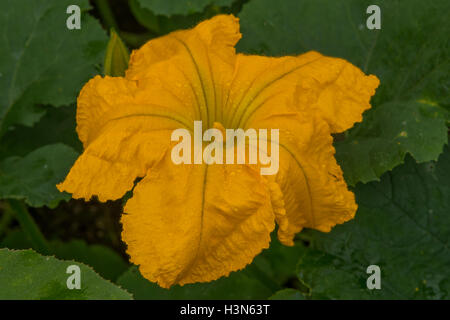 La Cucurbita pepo, fiori di zucca 'Jack essere veloce' Foto Stock