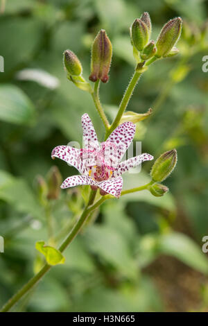Tricyrtis formosana, Giapponese Toad Lily Foto Stock