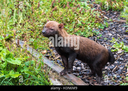 Cane di Bush Foto Stock