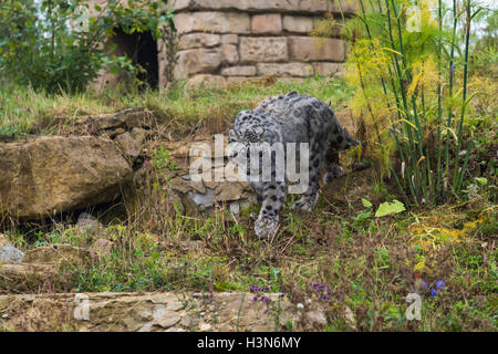 Snow Leopard Foto Stock
