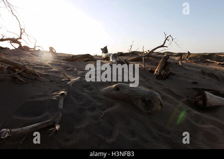 Ejina, Ejina, Cina. 3° Ott, 2016. Ejina, CINA-3 ottobre 2016:?(Editorial?uso?Solo.?CINA?OUT) di un pioppo morto giace in populus euphratica foresta in Ejina Banner, nord cina¡Â¯s Mongolia Interna Regione Autonoma, 3 ottobre 2016.Le persone possono vedere la millenaria pioppi, morti permanente di pioppi e salici e pioppi giacente che mai in decadimento Ejina. © SIPA Asia/ZUMA filo/Alamy Live News Foto Stock