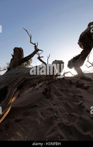 Ejina, Ejina, Cina. 3° Ott, 2016. Ejina, CINA-3 ottobre 2016:?(Editorial?uso?Solo.?CINA?OUT) di un pioppo morto giace in populus euphratica foresta in Ejina Banner, nord cina¡Â¯s Mongolia Interna Regione Autonoma, 3 ottobre 2016.Le persone possono vedere la millenaria pioppi, morti permanente di pioppi e salici e pioppi giacente che mai in decadimento Ejina. © SIPA Asia/ZUMA filo/Alamy Live News Foto Stock