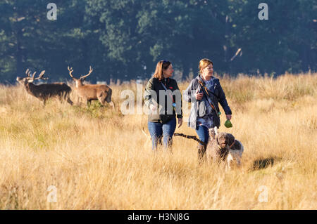 Gli escursionisti di cani godendo di una mattina soleggiata a Richmond Park, Londra Inghilterra Regno Unito Regno Unito Foto Stock