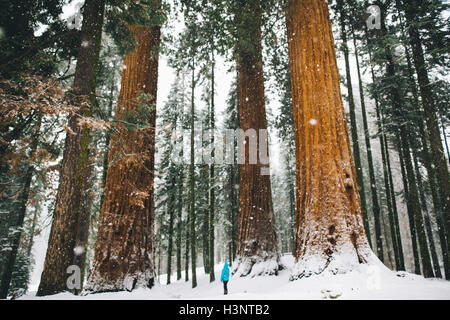 La donna da giganteschi alberi coperti di neve foresta, Sequoia National Park, California, Stati Uniti d'America Foto Stock