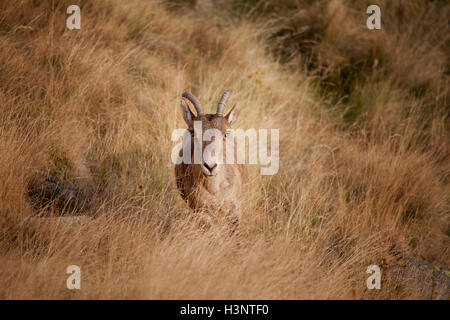 Lo spagnolo di stambecco (Capra pyrenaica victoriae), sia erbivori giovane capra in habitat guardando la telecamera. Foto Stock