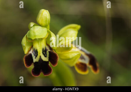 Wild Dark Bee Orchid, aka cupo Bee Orchid, fiori dettaglio. Variazione Bilunulata (Ophrys fusca). Foto Stock