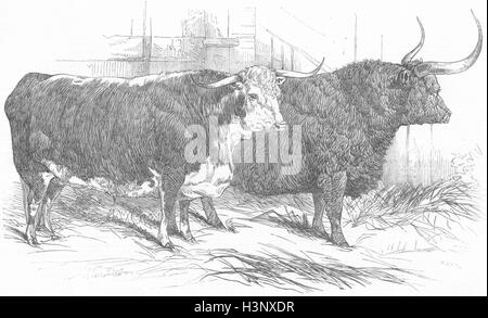 Vacche Radnor's Hereford ox; Prince Albert Highland 1847. Illustrated London News Foto Stock