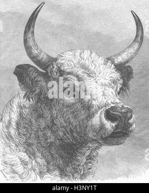 Vacche Capo di Chillingham Bull shot, Prince Galles 1872. Illustrated London News Foto Stock