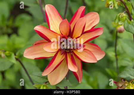 Dahlia 'Jescot Julie' Foto Stock