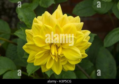 Dalia 'Smokey' Foto Stock