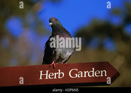 Legno comune-piccione (Columba palumbus) Foto Stock
