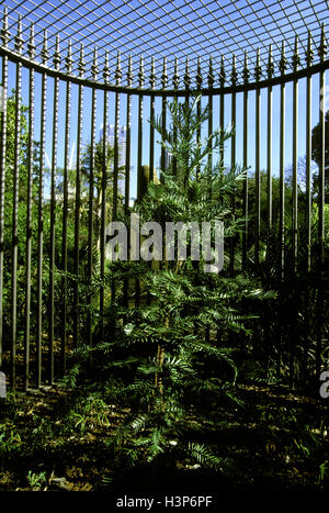 Wollemi pine (Wollemia nobilis) Foto Stock
