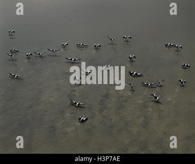 Pellicano australiano (Pelecanus conspicillatus) Foto Stock