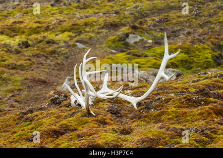 La renna palchi, Svalbard, Norvegia Foto Stock