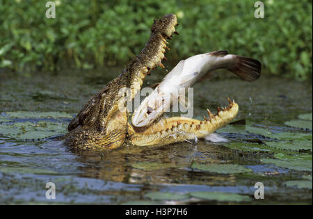 Coccodrillo di estuario (Crocodylus porosus) Foto Stock