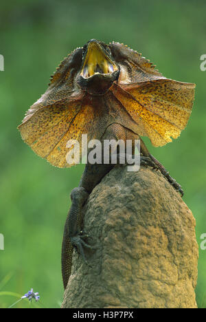 Frilled lizard (Chlamydosaurus kingii) Foto Stock