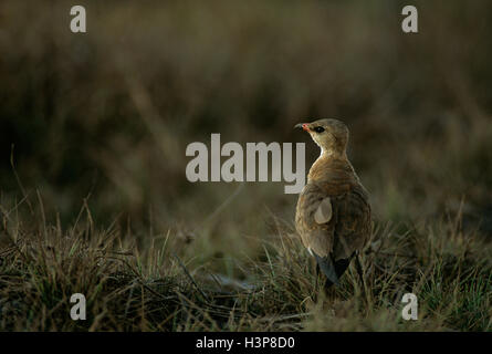 Australian pratincole (Stiltia isabella) Foto Stock