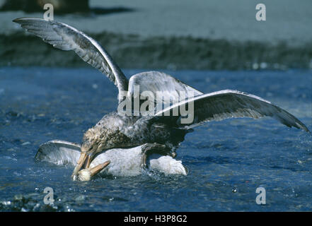 Il gigante del sud-petrel (Macronectes giganteus) Foto Stock