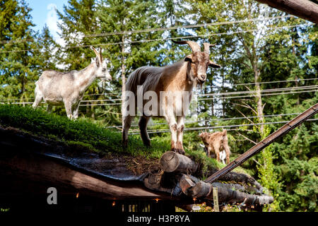 Capre sul tetto - paese vecchio mercato - Coombs, Isola di Vancouver, British Columbia, Canada Foto Stock