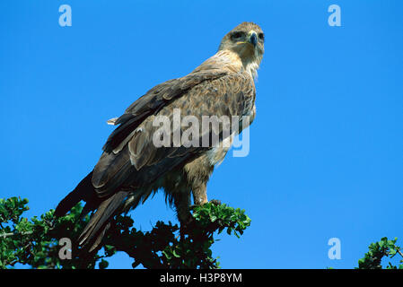 Sibilo kite (Haliastur sphenurus) Foto Stock