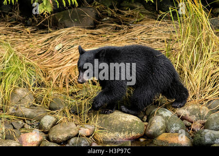 American black bear (Ursus americanus) - Thornton Creek incubatoio, Ucluelet, Isola di Vancouver, British Columbia, Canada Foto Stock