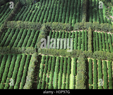 (Macadamia macadamia tetraphylla) Foto Stock