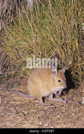 Rufous bettong (Aepyprymnus rufescens) Foto Stock