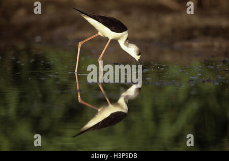 Black-winged stilt (Himantopus himantopus) Foto Stock
