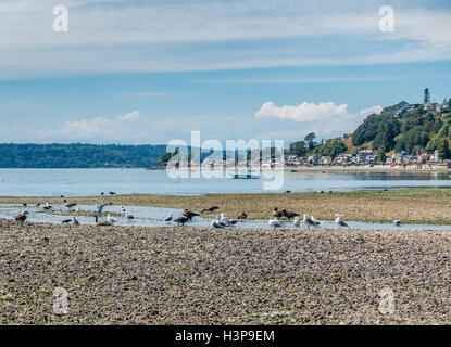 Gli uccelli sedersi vicino a un ruscello che scorre nel Puget Sound. Tre punti ad albero in Burien, Washington è in distanza. Foto Stock