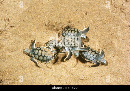 Flatback turtle (natator depressus), creature emergenti dal nido. Foto Stock