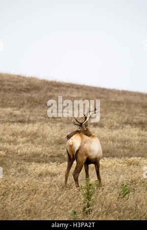 Voce maschile Tule Elk (Cervus canadensis nannodes) nel punto Reyes National Seashore vicino a San Francisco, California, Stati Uniti d'America. Foto Stock